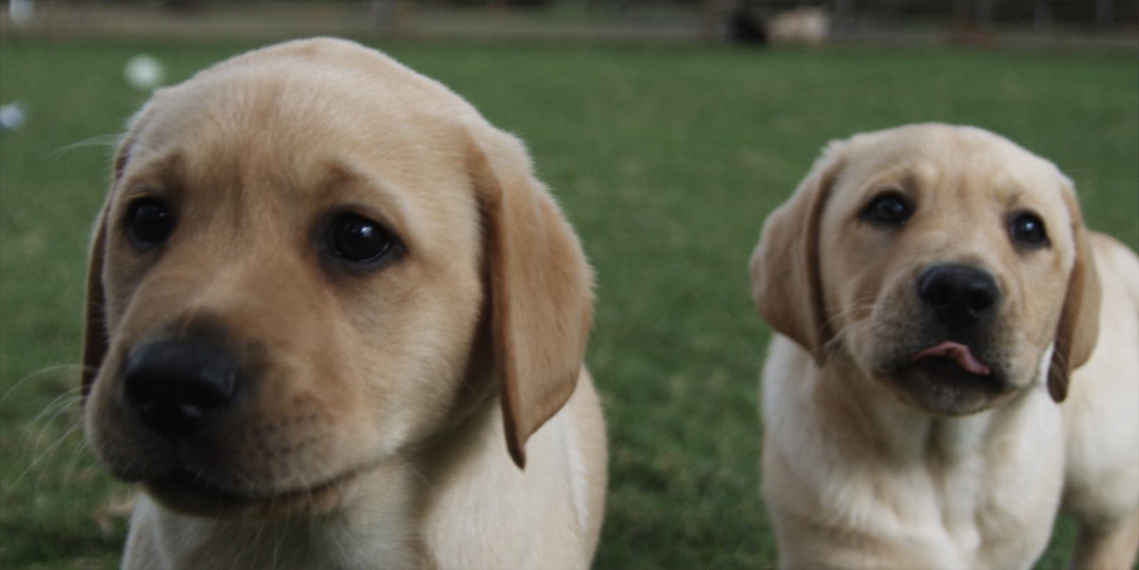 The Making of a Guide Dog – Celebrated In a New Film Series