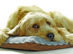 pooch planet pet bed