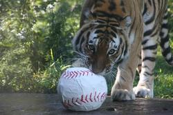 A Tiger’s Tail: Mom and Son Share Passion for Baseball and Animals