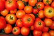 Engineers Build Lunar Vegetable Garden