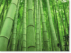 Beema Bamboo