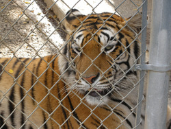 Tigers, captive, Tiger, Summit, Wildlife, Trade, Tiger, Trade