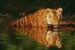 World Wildlife Fund and TRAFFIC to Hold Briefing Ahead of Global Tiger...