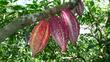 Newly Published Data in Nature Genetics Details Sequencing of...