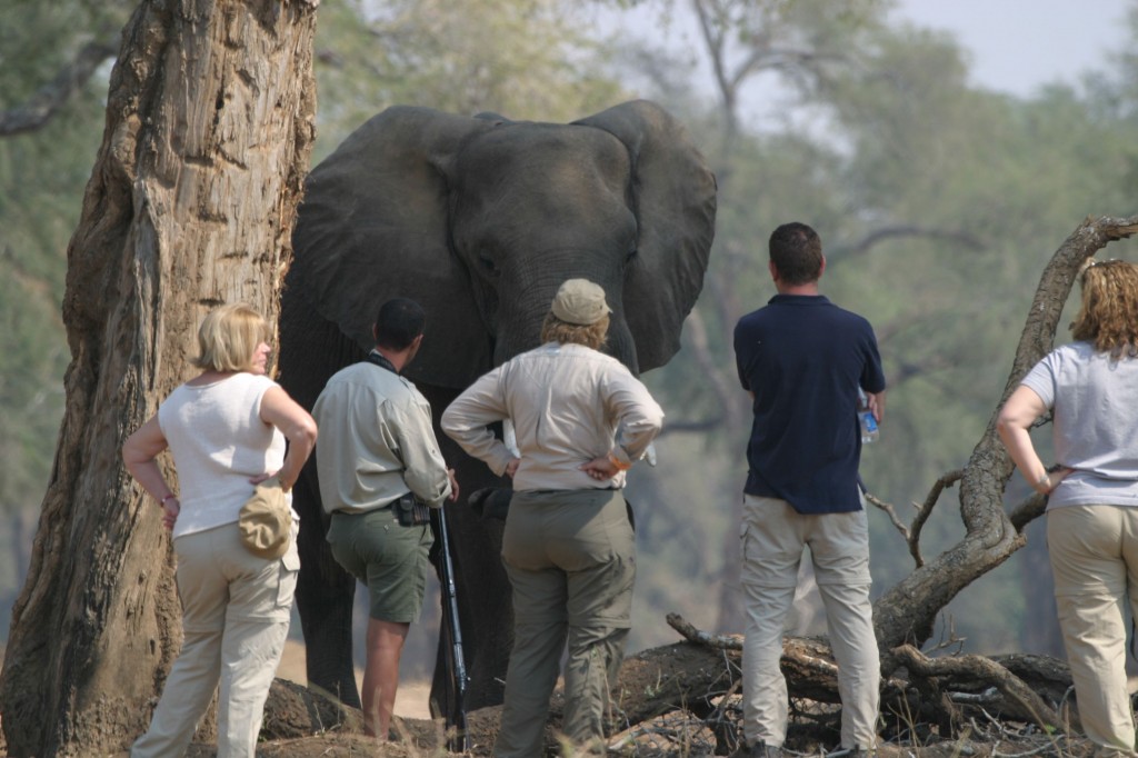 Family Safari