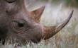 Rhino Poaching in South Africa Reaches All-Time High