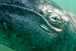 © naturepl.com/Mark Carwardine / WWF