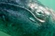 WWF: Oil Giant Plans New Platform Near Feeding Ground Of Critically...