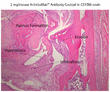 Optimized ArthritoMabTM Antibody Cocktail for Inducing Arthritis in C57Bl/6 Strains