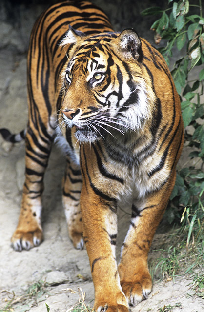 Sumatran+tiger+cubs+video