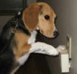 Bed Bug-Sniffing Dogs are the Latest Weapons in Bed Bug Detection