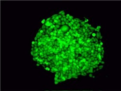 CHO cell, expression, protein