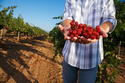 Award-Winning wine retailer Naked Wines.