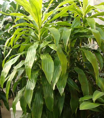 house plants low light download