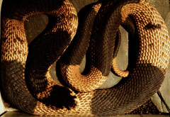 Venomous snake expert Terry Phillip from Reptile Gardens provided insight into the Egyptian cobra for a late March interview with CNN.