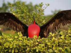 Galapagos Frigate - Wildlife in Galapagos with Metropolitan Touring