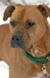 'Tell Google Dog Wars App Needs To Go' Says Best Friends...