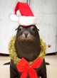 Vallejo, California is Once Again the Place to Celebrate the Holiday...