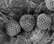 Common Treatments for Seasonal Allergies Hinder Efforts to Conceive