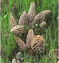 Morel Habitat Morels