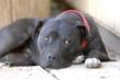 Way Cleared for Removal of Stigma on Canines Rescued From dog Fighting...