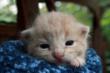 Marin Humane Society Seeks Foster Homes for Newborn Kittens
