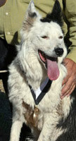 Tess, sponsoreod by Dyna-Pro dog probiotics, with medal