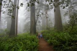 2010 Walk Among GiantsSM Online Photo Contest