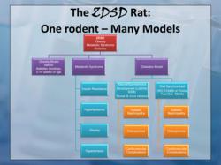 ZDSD Rat: One Rodent - Many Models