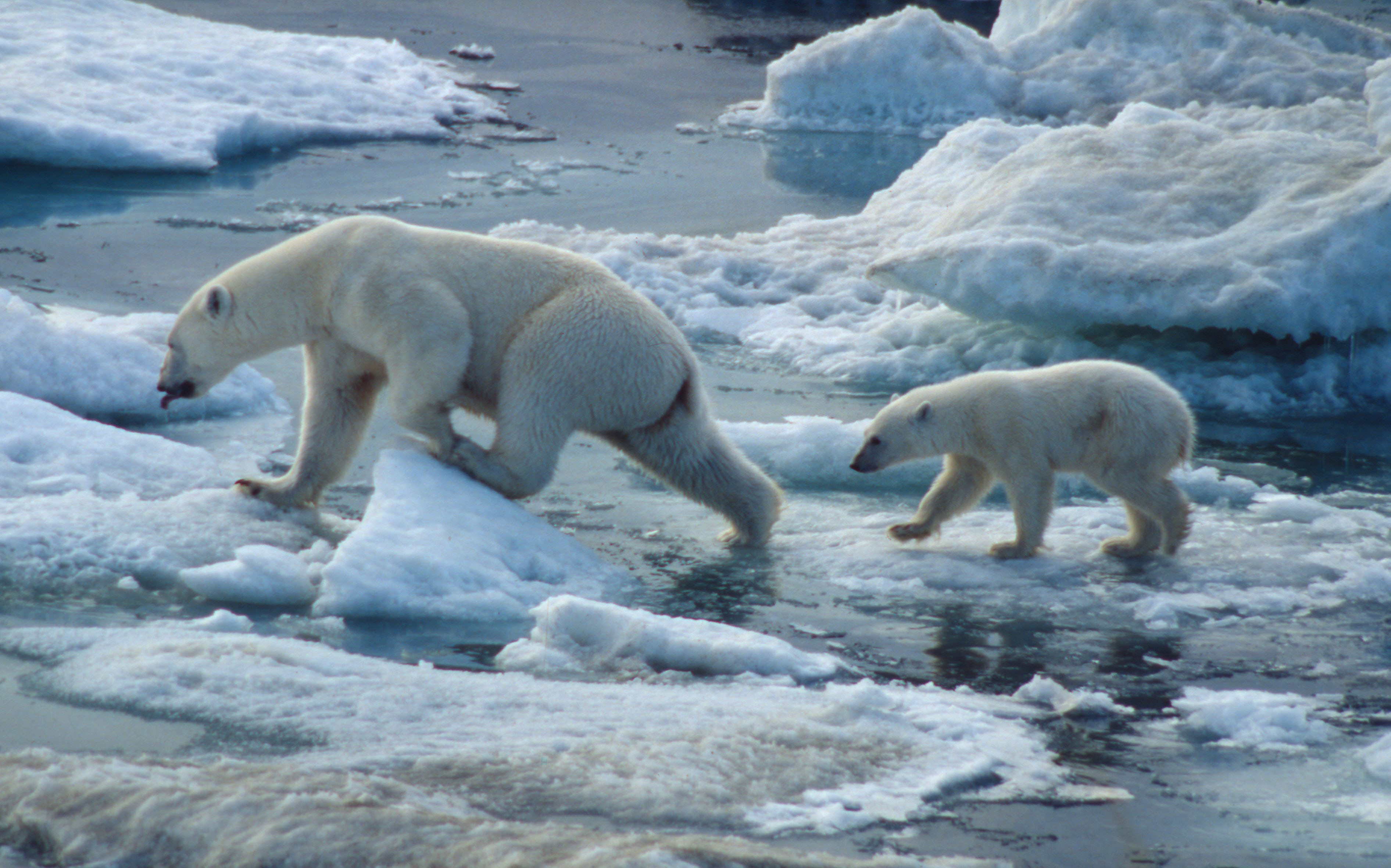 polar bears habitat