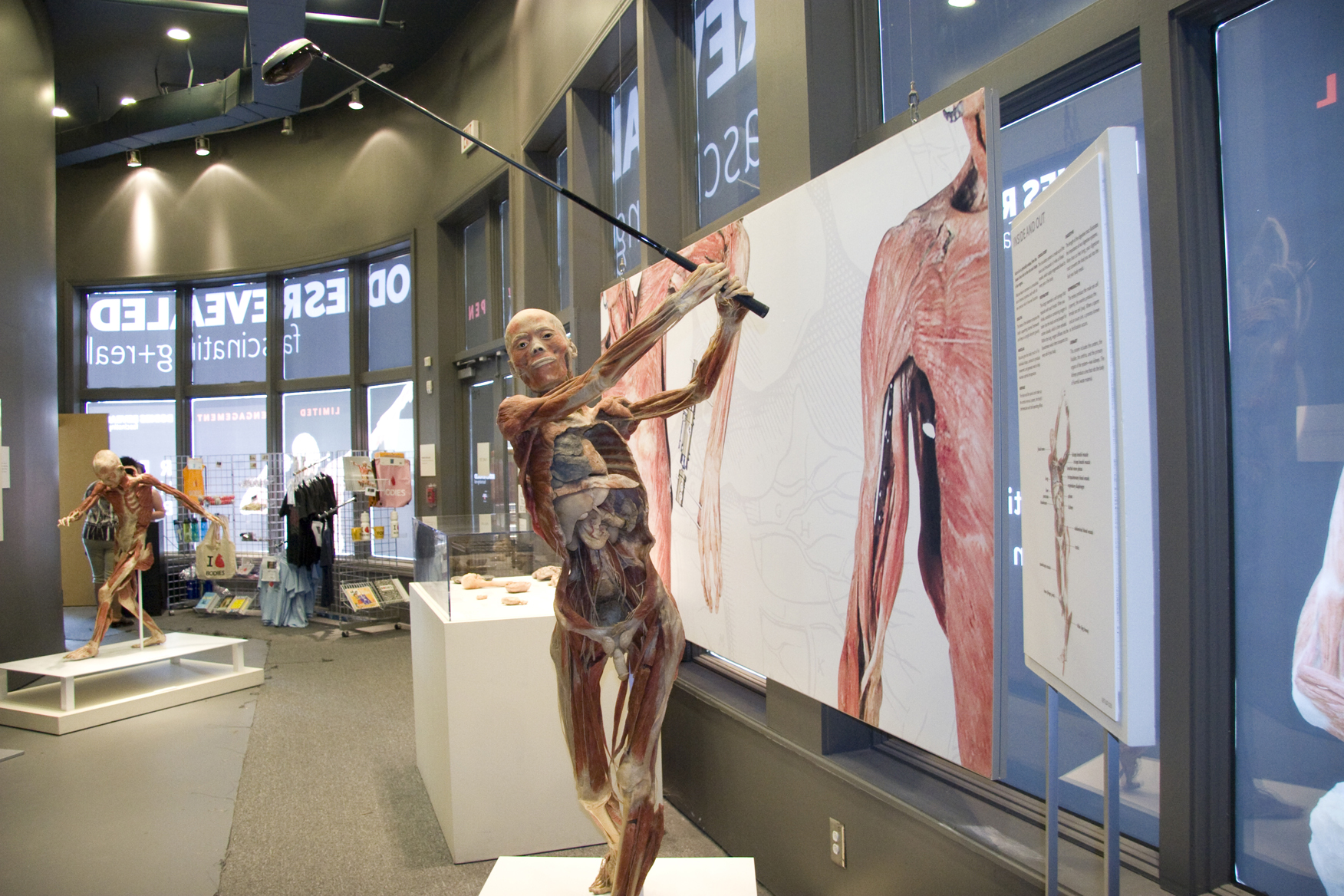Bodies Revealed Exhibit in Myrtle Beach is Approaching the End of its