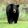 Bear-Hunting.Org Welcomes the Upcoming 1st Nevada Bear Hunt in 80...