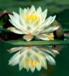Park Slope Acupuncturist Recently Helps 45 Year Old Woman Conceive...