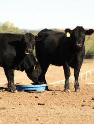 Texas cattle ranchers are using lick blocks made of distillers' grains to help keep their cattle healthy during the drought.