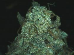 san jose marijuana