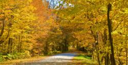 Fall Foliage in Vermont will begin soon.