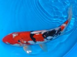 9.5" Doitsu Showa