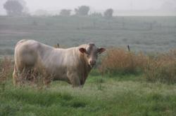 Hall and Hall Auctions, Camp Cooley Ranch