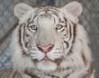 white tiger face with straight blue eyes