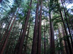 Day In The Redwoods with Tamron, Redwood Regional Park