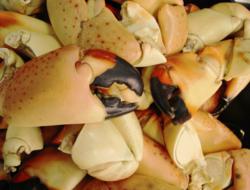 stone crab claws