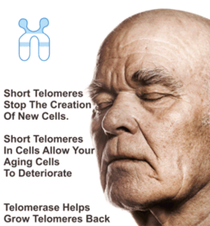 Short Telomeres