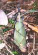 New Resources for Edible Bamboo Added to Olericulture Magazine
