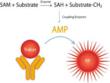 BellBrook Labs Launches Four New Turn-Key Methyltransferase Assay Kits