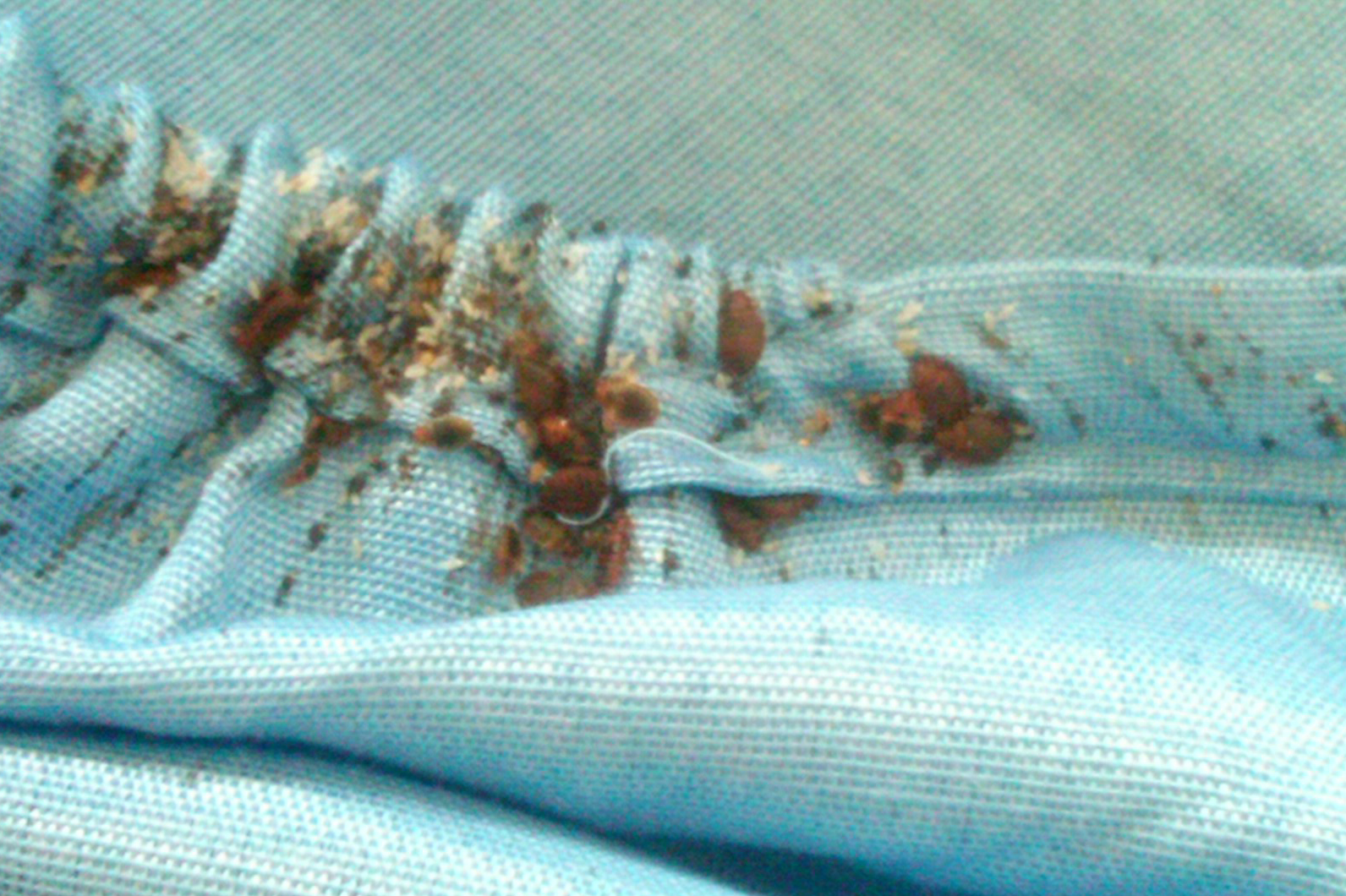 ... Up the Heat on Bedbugs with a Heating System that Fries Bed Bugs Dead