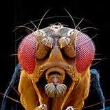 Drosophila @ EurekaMag.com