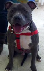 Lennox, breed discriminatory legislation, BSL, BDL, pit bull, Best Friends Animal Society