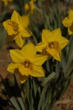 Daffodil Gardens