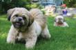Dynamite Specialty Products Donates $3220 to Best Friends Animal...