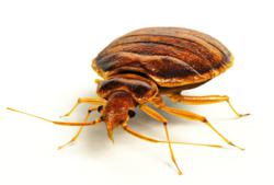Bed Bug Heat Treatment